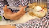 猫咪被带去看病，吓得直往主人怀里钻，忍住千万别笑