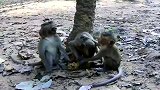 三只猴宝分享食物，分不均打起来了