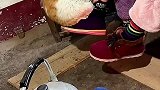 被爷爷奶奶带大的猫咪