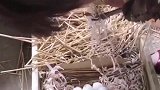 主人硬是让老母鸡孵鸭蛋，老母鸡一脸懵逼：你在逗我呢吧