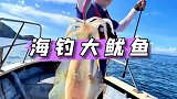 海钓大鱿鱼