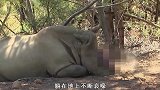 为了保护犀牛，工作人员拿锯子切掉犀牛角！只因偷盗者太猖狂