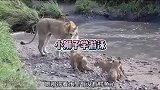 母狮子教小狮子们过河，过程相当的喜感啊