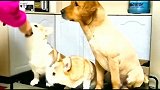 金毛：剃了毛我就是小型犬了