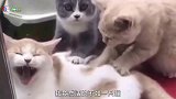 爆笑视频：人不如猫，羡慕嫉妒恨啊！
