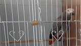 小灰咳嗽的腰都直不起来了，妈妈快点关了空调吧