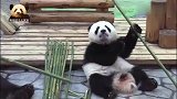 熊猫宝宝出场方式好特别，在妈妈身边撒娇卖萌的样子可爱到极点