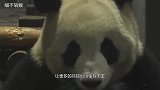 熊猫初为熊母一脸茫然，看到宝宝直接失忆，急得奶爸都上手了