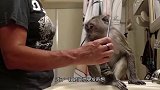 主人给家里的宠物猴子剃毛，剃完后大吃一惊，这不就是个人嘛