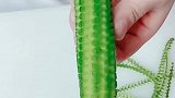黄瓜秒变玉米，牛不牛？