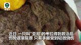 澳洲山火轻伤考拉被喂过量水死亡 专家：仰头喝水会导致致命肺炎