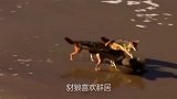 豺狼杀敌套路满满，捕食羚羊直接锁喉，镜头记录全过程