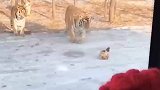 动物园的老虎，鸡都吃腻了