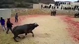 斗牛，也得看牛壮不壮，不然怎么斗牛！