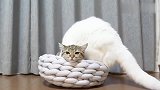 小猫的新窝引来大猫嫉妒，大猫硬是把小猫赶走，嫉妒使猫疯狂