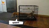 灰色猫咪诀别在即，两只猫咪跑来送行，分离后闷闷不乐