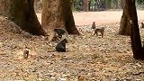 流浪公猴入侵，猴王拳打脚踢，好不威风