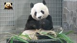 熊猫旦旦把“可爱”一口一口吃进肚子里，小模样萌得一塌糊涂