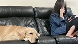 狗狗提醒女主东西糊了，女主竟然狂吐，太逗了
