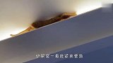 猫咪跑去抓虫子，结果下不来了，接下来忍住别笑
