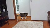 猫咪一个人在家闲得无聊，在客厅玩垫子，弄得乱七八糟的