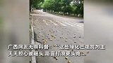 外地人不解！广西街头芒果掉满地没人捡，本地人：怕被砸，还打滑