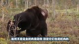 男子狩猎遇到黑熊，黑熊直接人身攻击男子今天有点倒霉啊