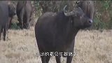 花豹偷袭野牛，不料被野牛直接顶飞，镜头记录惊险时刻！