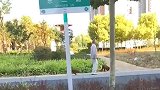 河南大爷还是你的大爷，连遛的狗都不一样，狗狗你这样不累吗