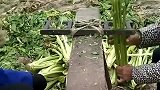 印度农村人发明的切菜条工具，你们觉得有用吗