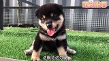 犬舍淘极品黑豆柴，好狗真是可遇不可求，这品相谁与争峰
