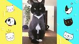 盘点那些自带胎记的猫咪，每一只都是唯一的