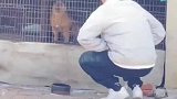 总招惹家里的狗狗，狗子边关门边骂人