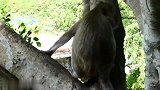 猴宝想挣脱妈妈的怀抱，去看看外面的世界