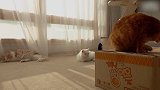 躺在地毯上的猫咪，呆萌的小样子，好可爱！