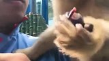 金丝猴不愧是猴中贵族，和山上的泼猴就是不一样，真羡慕饲养员！