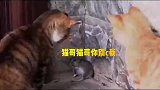 老鼠最后的倔强，死前也要羞辱这两只猫，绕口令加上脑筋急转弯