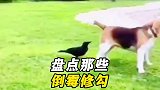 盘点那些倒霉的修勾，这只倒霉狗子可真笑死我了