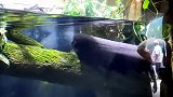 男孩作死徒手抓电鳗，下一秒电鳗开始放电，镜头记录惊险全过程