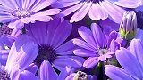 各色小菊花