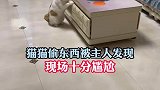 猫猫偷东西被主人发现