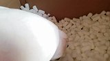刚刚开箱的一只鹦鹉，这种鹦鹉国内只有不到500只