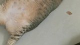 外婆家的修猫咪好幸福
