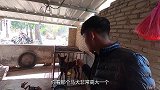 堂哥养的马犬发情了，隔壁村的马犬种公体格大，用它配狗怎么样