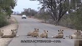 当狮子拦住公路你会怎么办，瞧这群狮子，将行人都吓住了