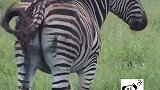太残酷！斑马身受重伤，动物世界能活下来真不容易
