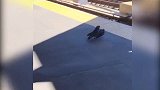 纽约现两只凶猛鸽子，它们合伙“谋杀”同伴，然后逃离现场！