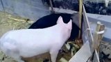 两只狗狗在猪面前打架，猪的做法逗得围观人哈哈大笑