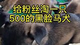 给粉丝淘一只看家护院的马犬