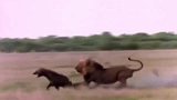 鬣狗女王抢食狮子，怎料被雄狮“一剑封喉”，毫无反抗之力！
